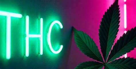 THC Drinks: The Rise of Cannabis-Infused Beverages - True Life Spirits