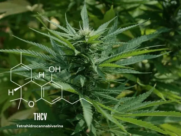 THCv Dose for Weight Loss: A Deep Dive into the Science and Potential - True Life Spirits