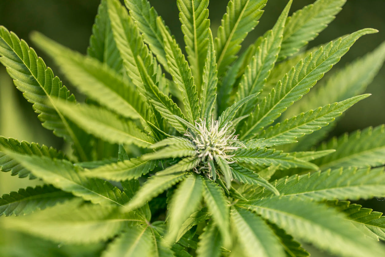 The Rise of Cannabis Lip Balm: A Soothing Revolution for Your Lips