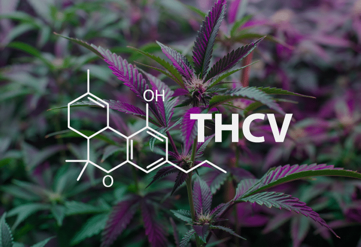 THCv Dose for Weight Loss: A Deep Dive into the Science and Potential