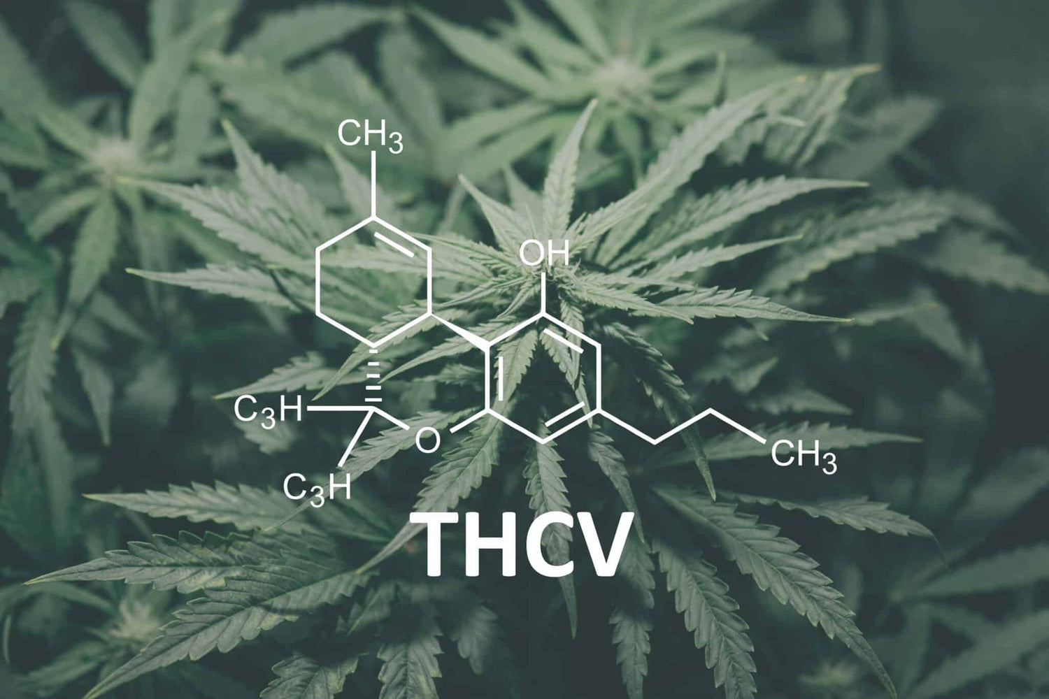 THCV Oil Unveiled: A Deep Dive into Its Potential and Promise
