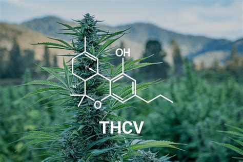 Unlocking the Slim High: Why THCV Tinctures Are Revolutionizing Wellness in 2025